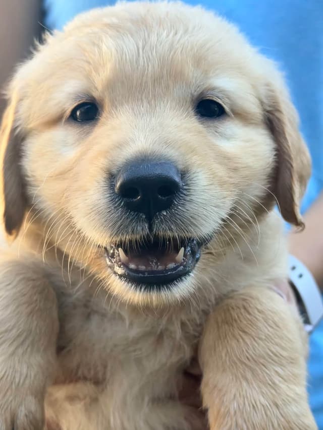 Golden Retriever Puppies media 3
