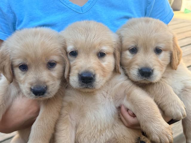 Golden Retriever Puppies media 4