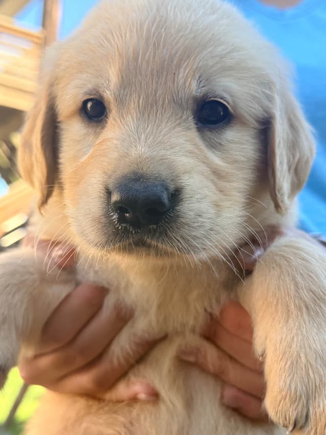 Golden Retriever Puppies media 2