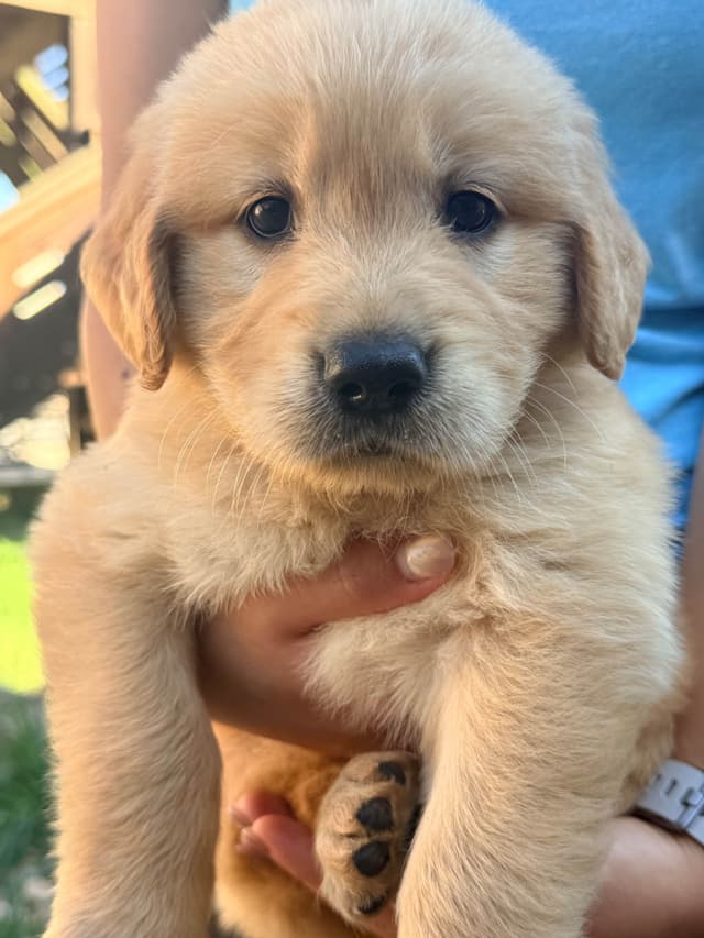 Golden Retriever Puppies media 6