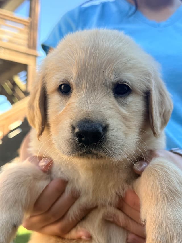 Golden Retriever Puppies media 5