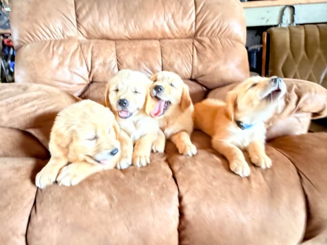 Golden Retriever Puppies media 7