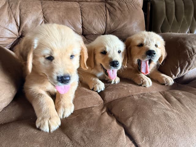 Golden Retriever Puppies media 8