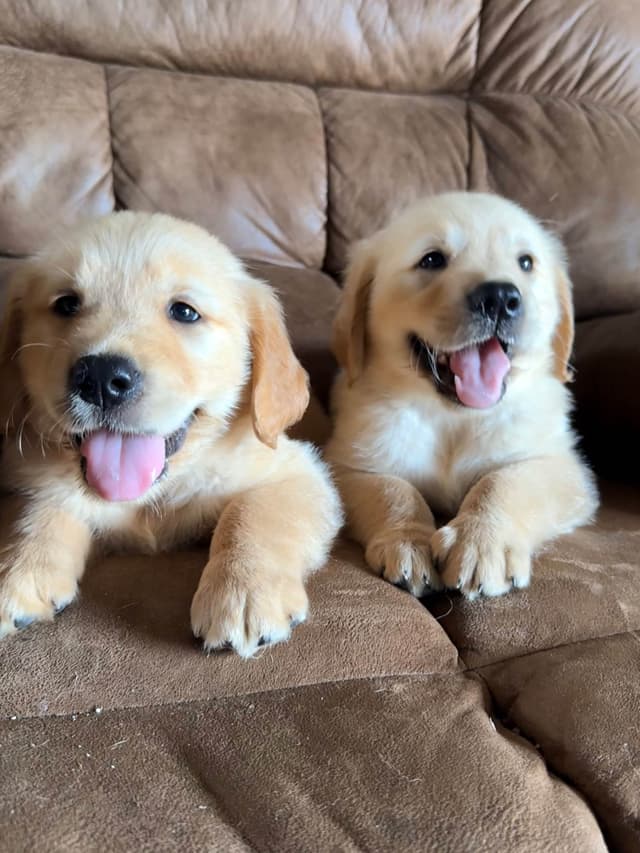 Golden Retriever Puppies media 9
