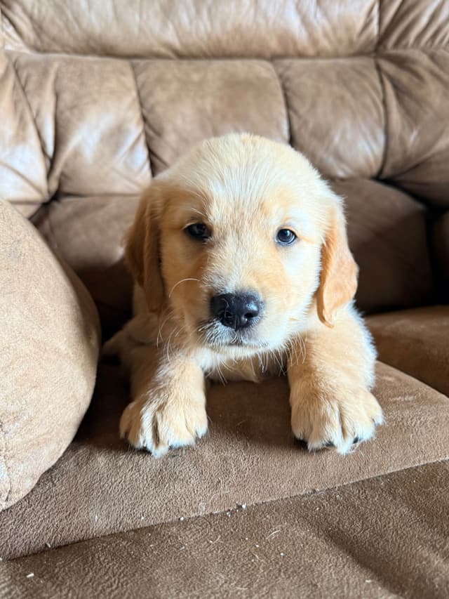 Golden Retriever Puppies media 10