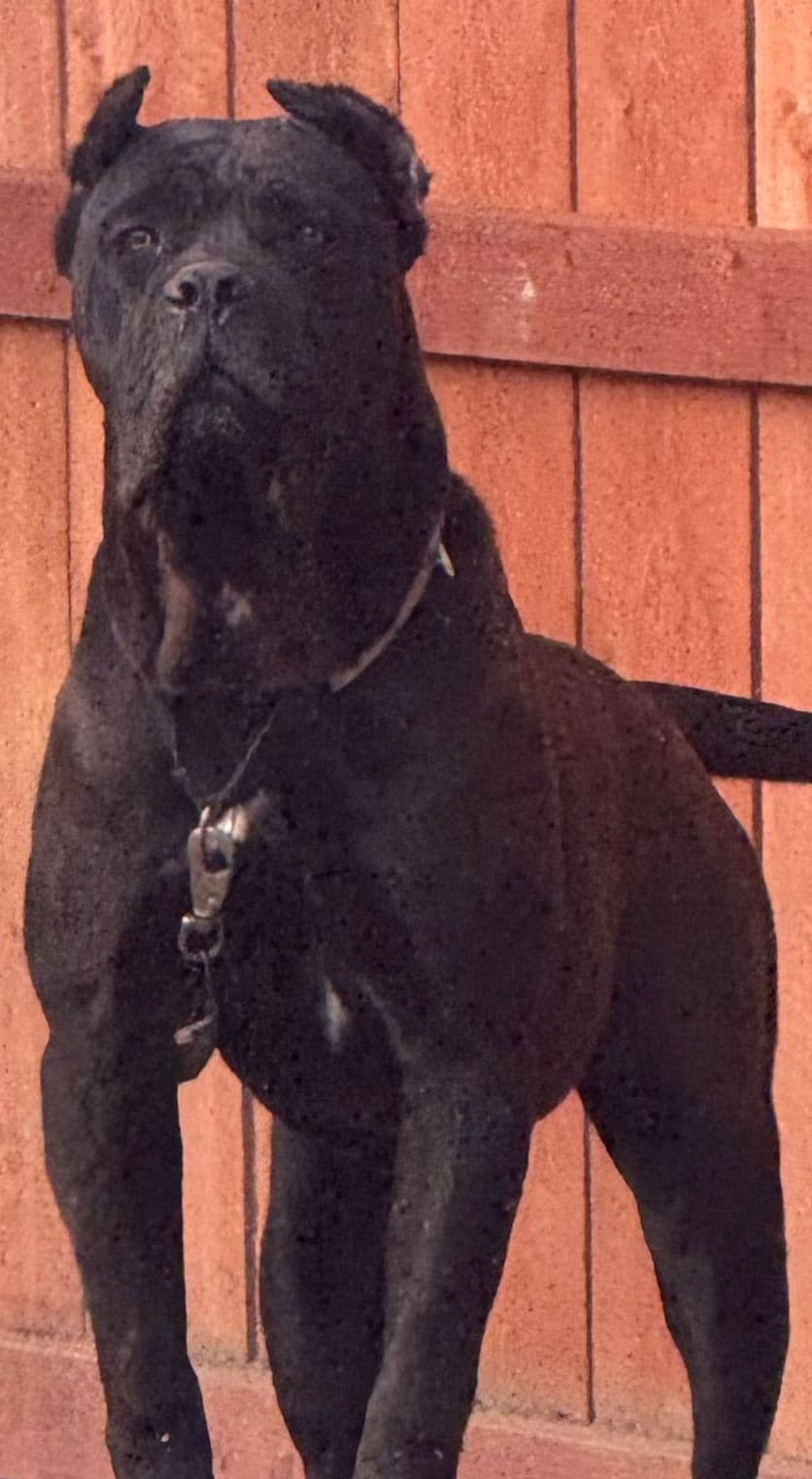Cane Corso Puppies breeder image 1