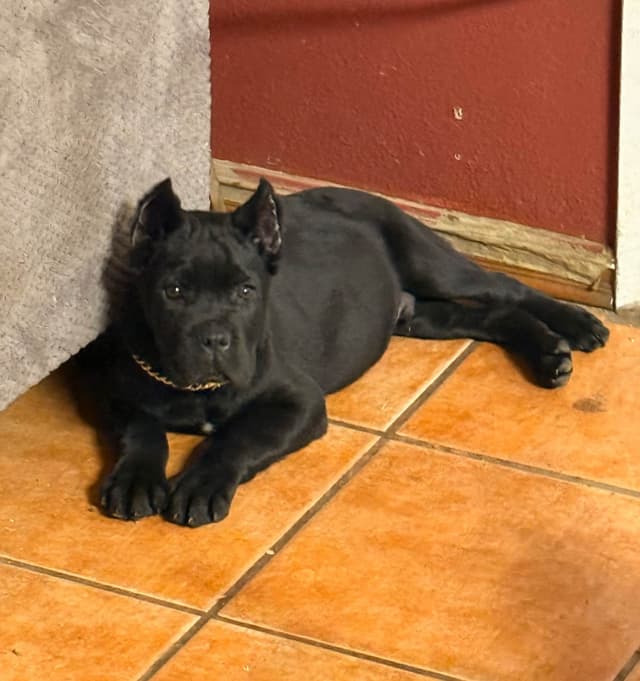 Cane Corso Puppies media 2
