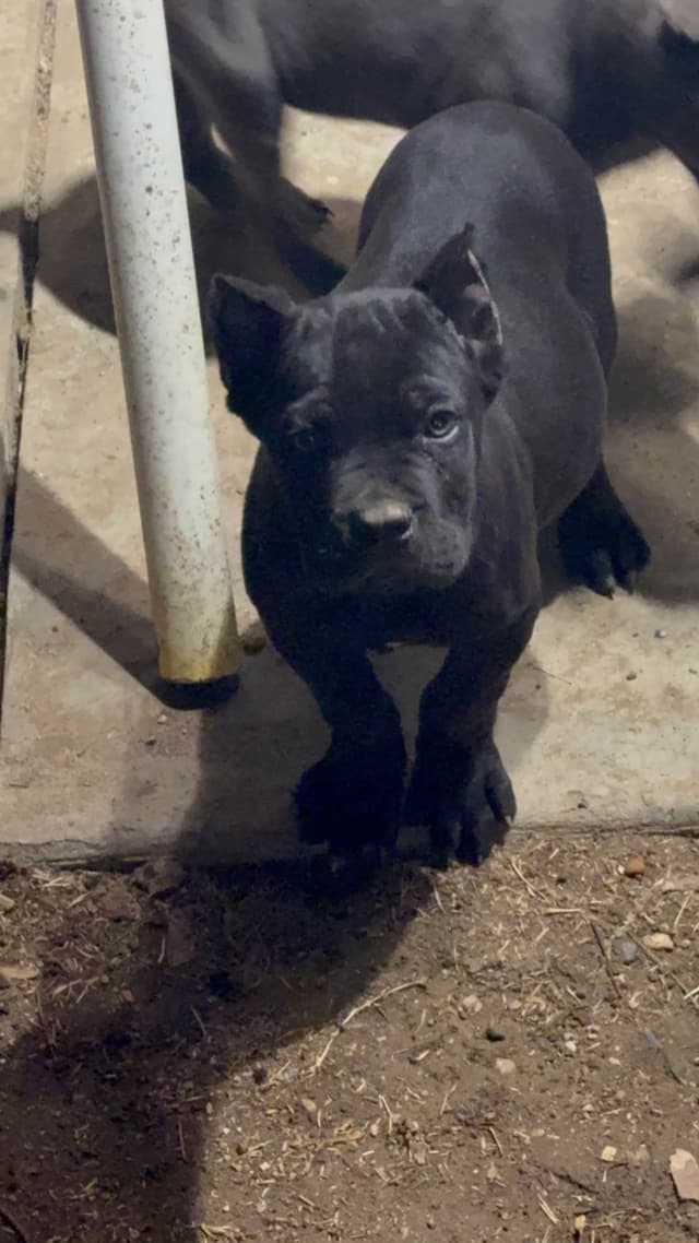 Cane Corso Puppies media 4