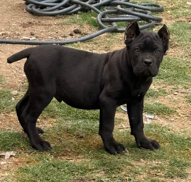 Cane Corso Puppies media 5