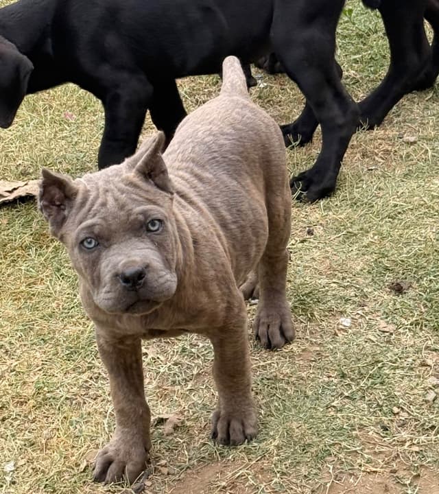 Cane Corso Puppies media 6