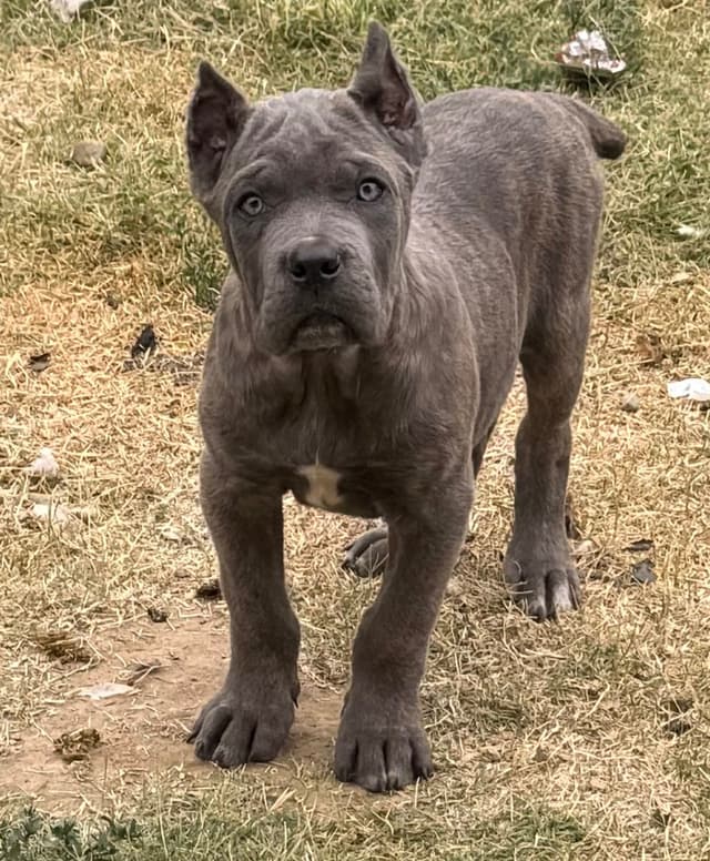 Cane Corso Puppies media 7