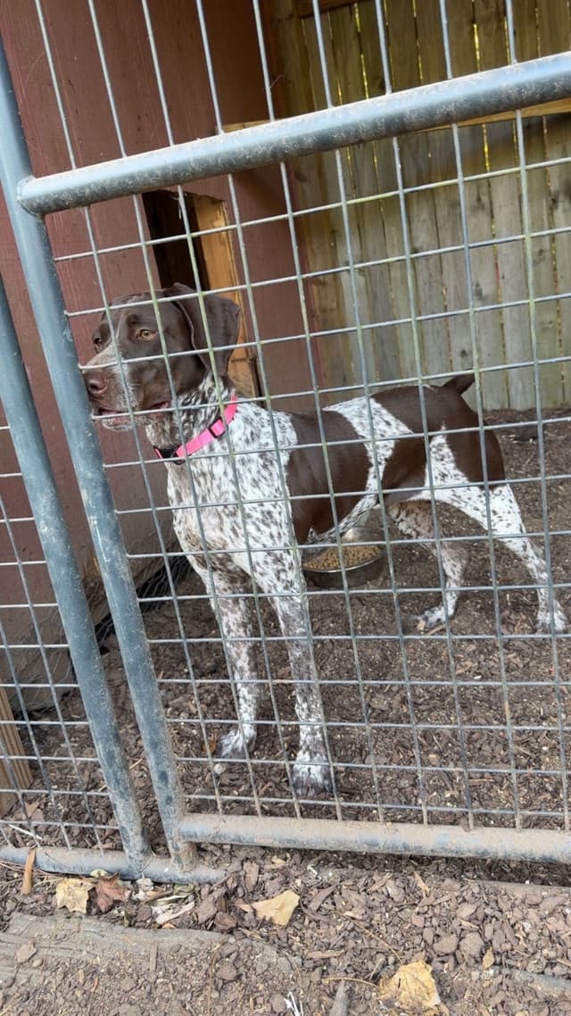 German Shorthaired Pointer Puppies media 2