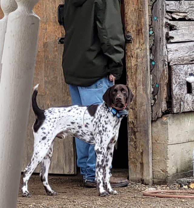 German Shorthaired Pointer Puppies media 3