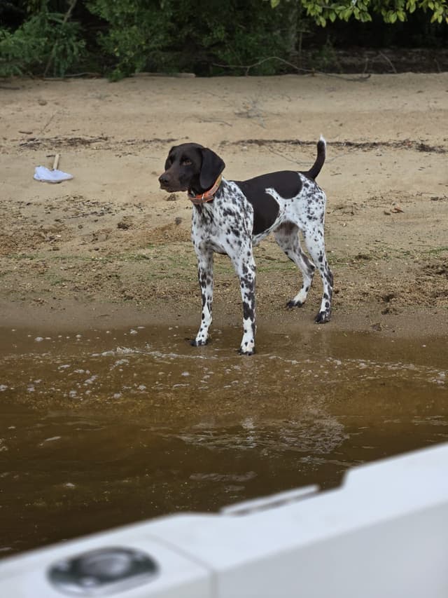German Shorthaired Pointer Puppies media 4