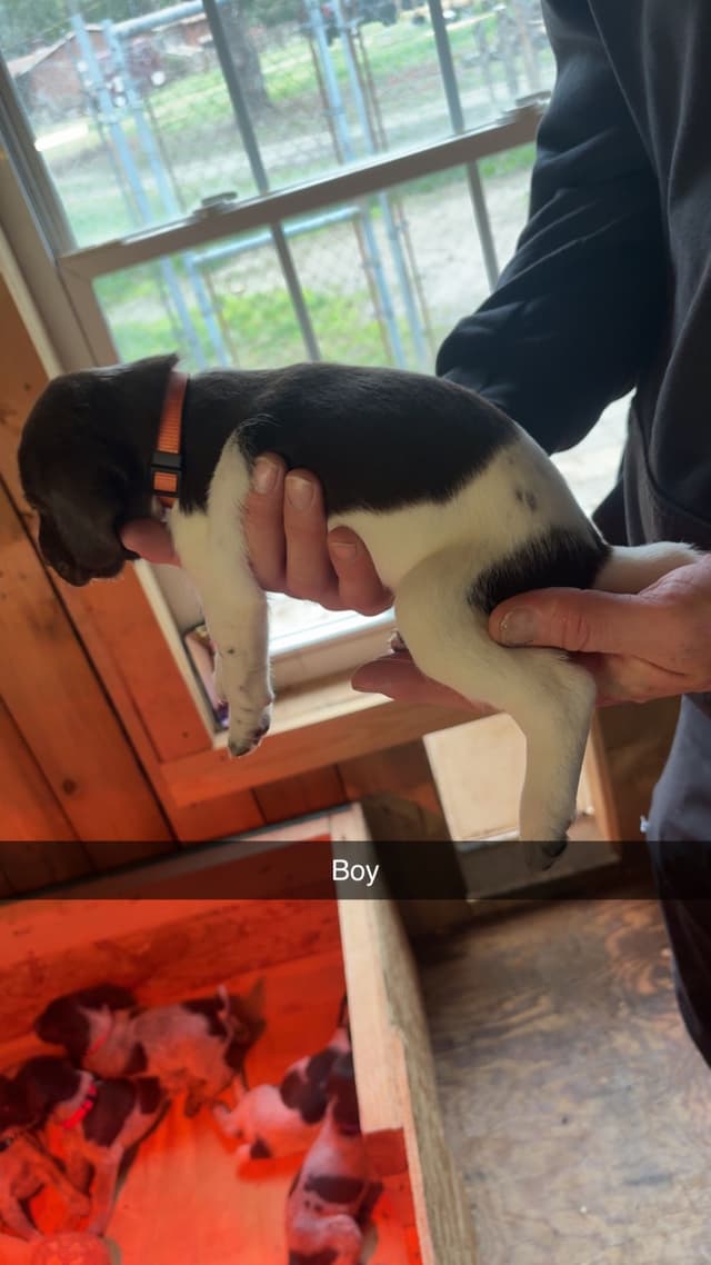 German Shorthaired Pointer Puppies media 5