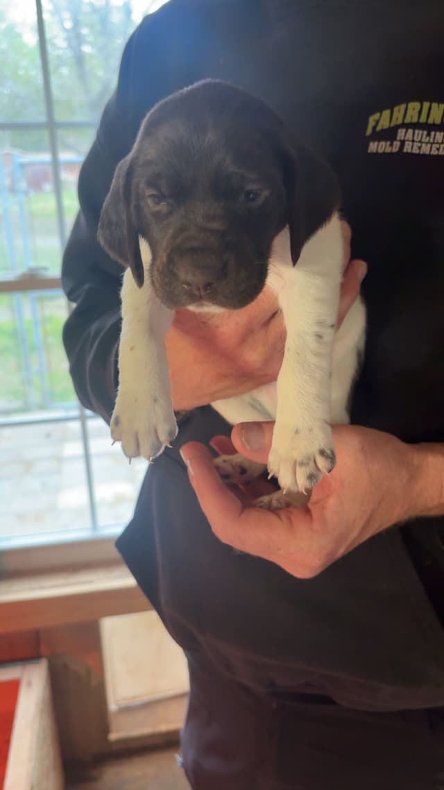 German Shorthaired Pointer Puppies media 6