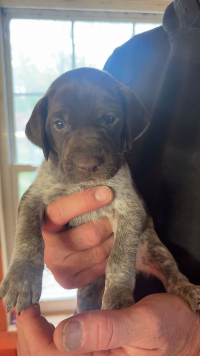 German Shorthaired Pointer Puppies media 7