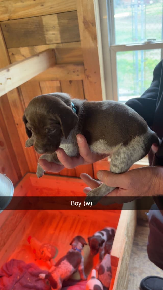 German Shorthaired Pointer Puppies media 8