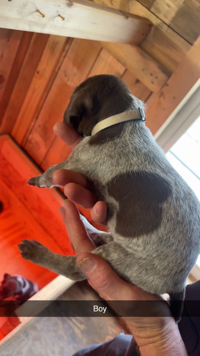 German Shorthaired Pointer Puppies media 9