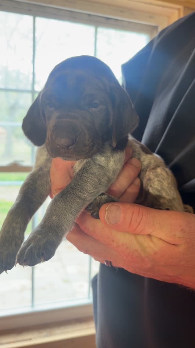 German Shorthaired Pointer Puppies media 10