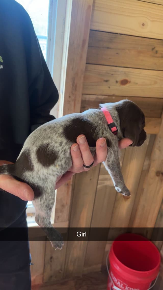 German Shorthaired Pointer Puppies media 14