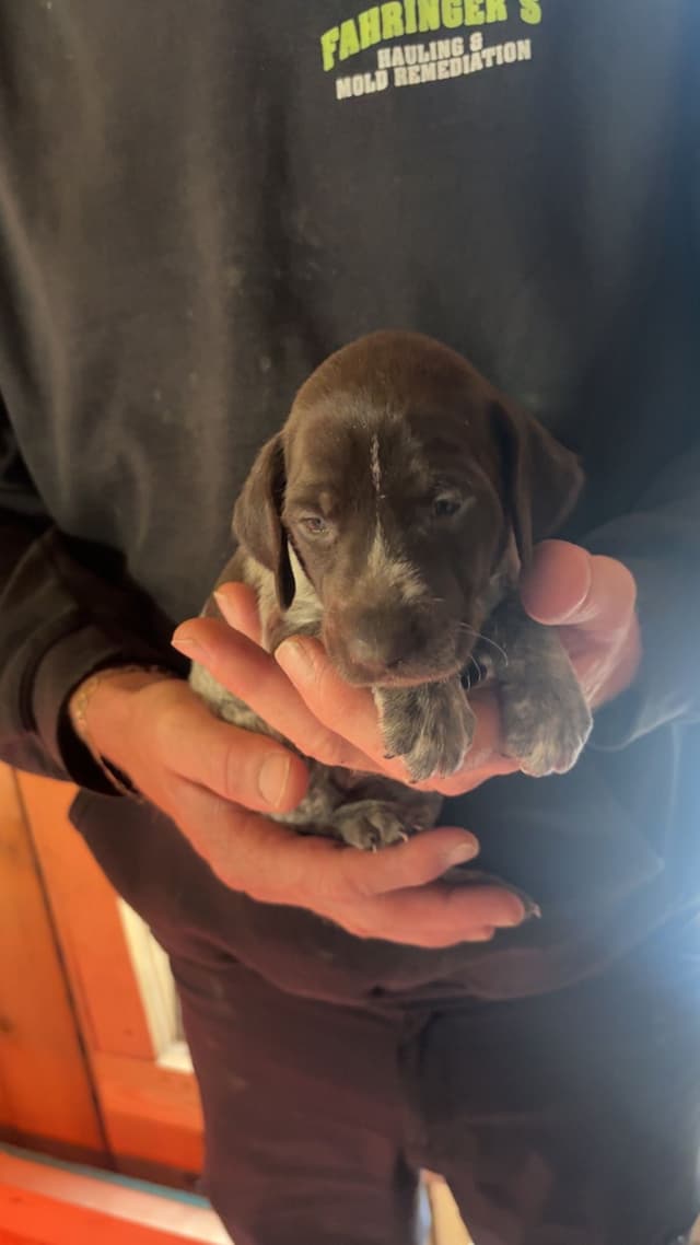 German Shorthaired Pointer Puppies media 15