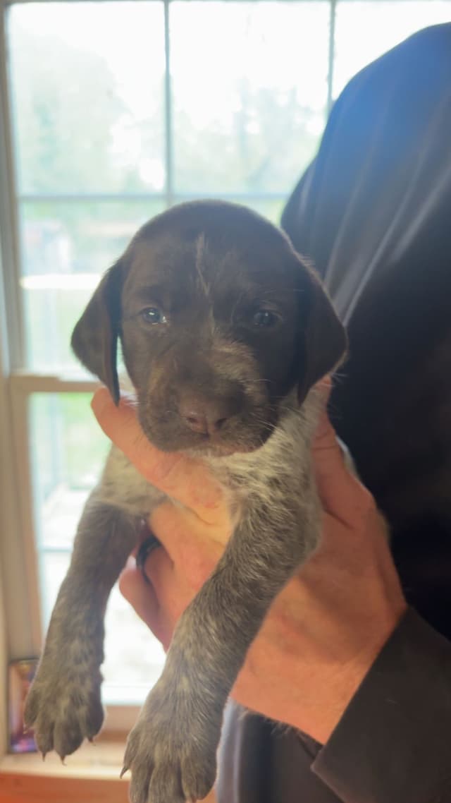 German Shorthaired Pointer Puppies media 16