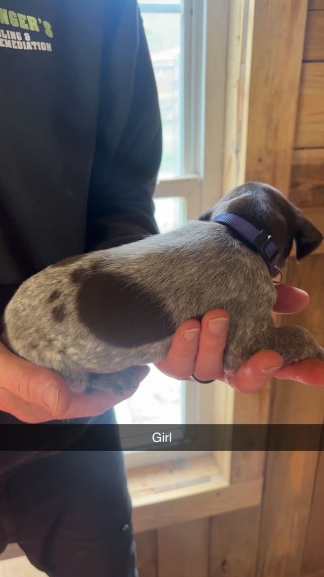 German Shorthaired Pointer Puppies media 17