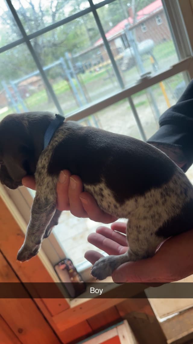 German Shorthaired Pointer Puppies media 18