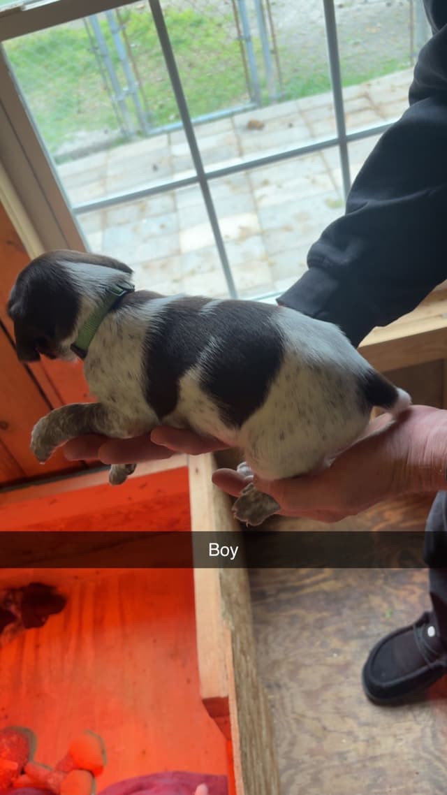 German Shorthaired Pointer Puppies media 19