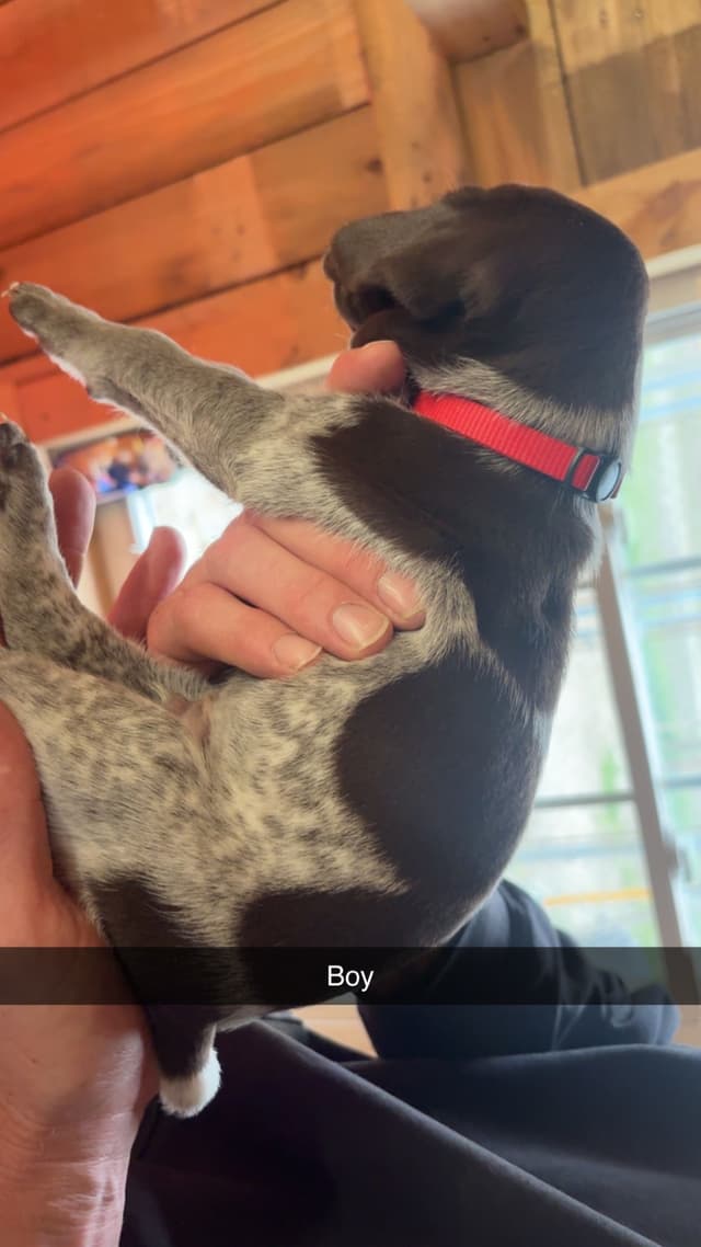 German Shorthaired Pointer Puppies media 20