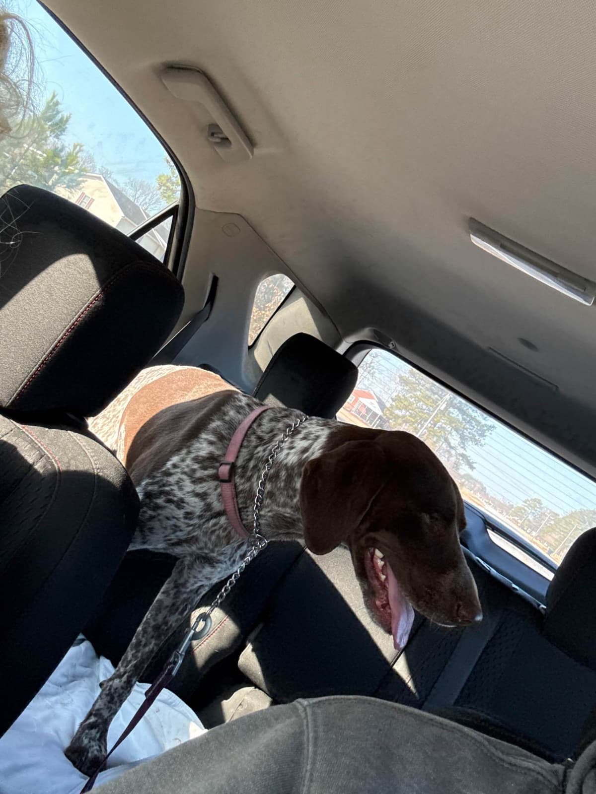 German Shorthaired Pointer Puppies breeder image 1