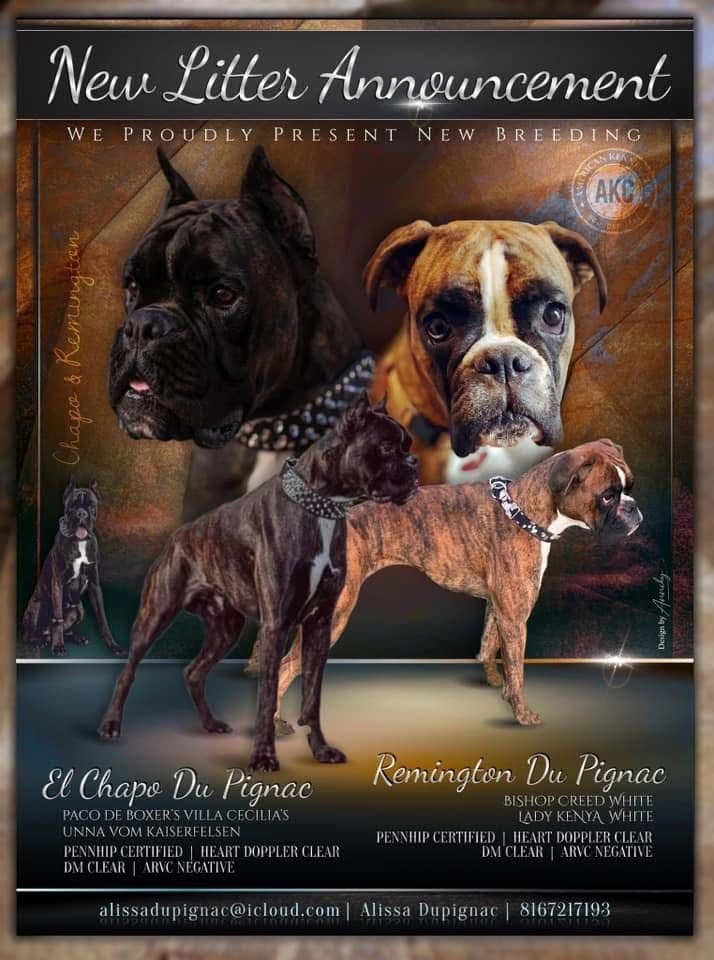 Boxer Puppies breeder image 1
