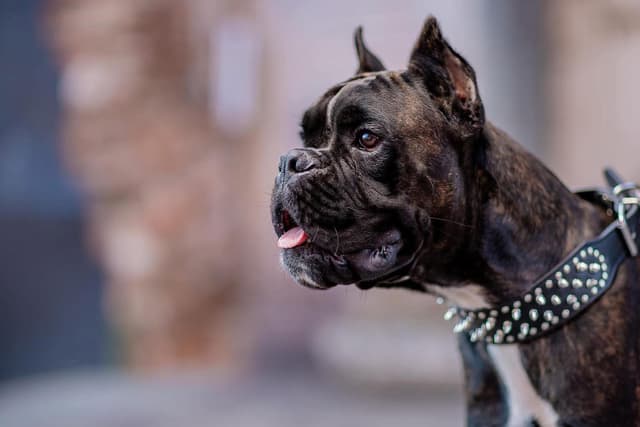 Boxer Puppies media 2