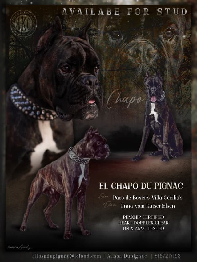 Boxer Puppies media 3