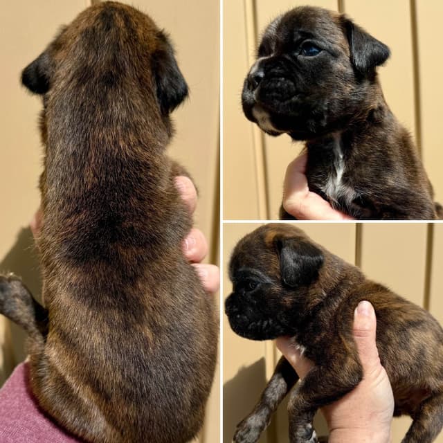 Boxer Puppies media 4