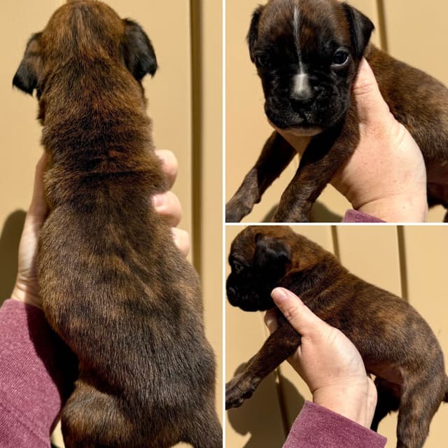 Boxer Puppies media 5