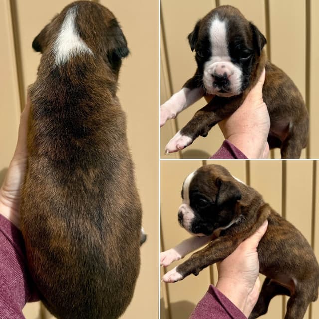 Boxer Puppies media 6