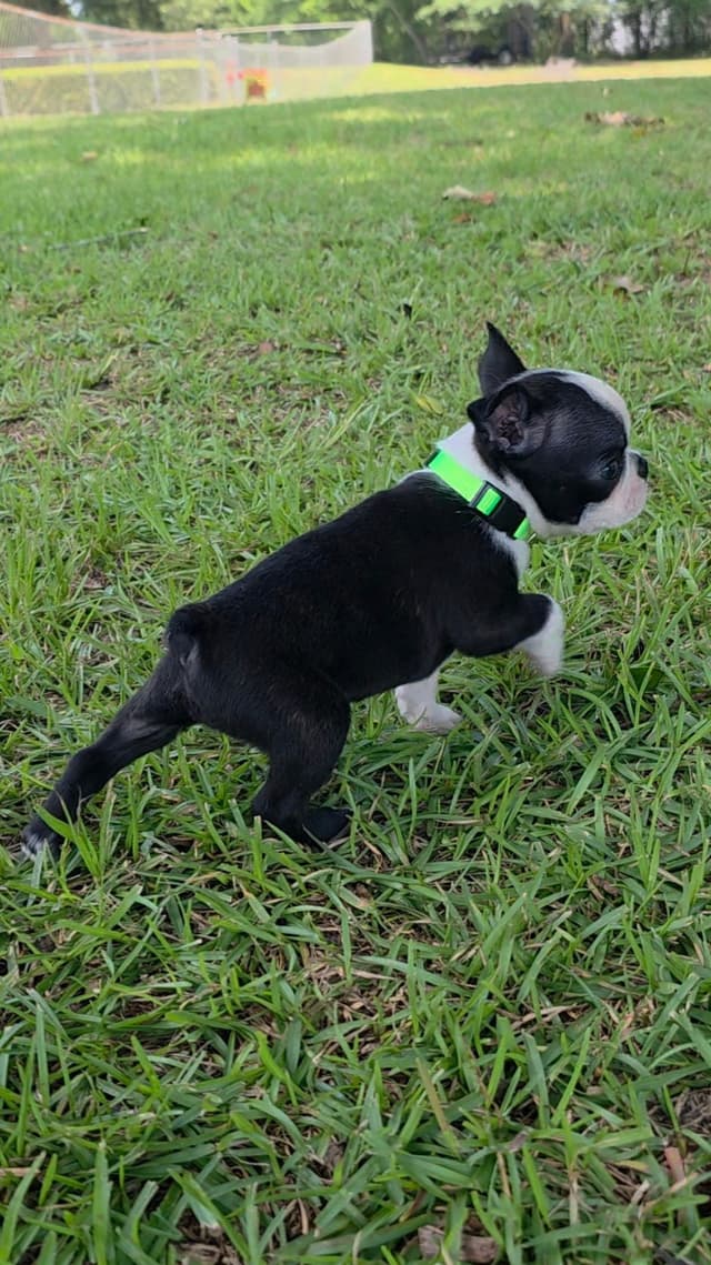 Boston Terrier Puppies media 4