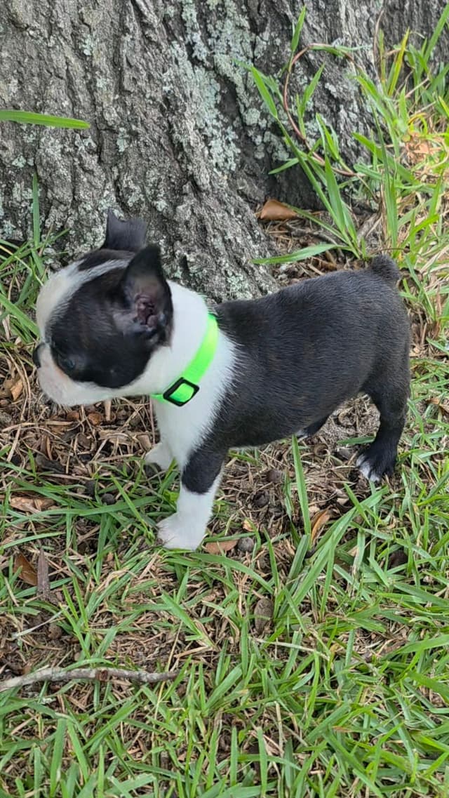 Boston Terrier Puppies media 3