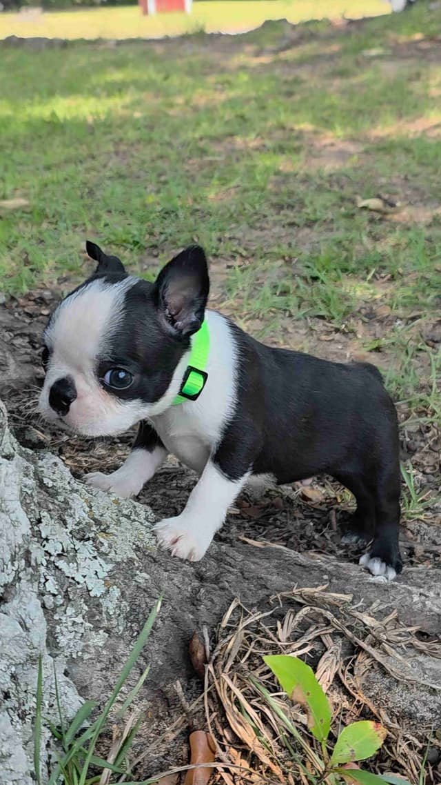 Boston Terrier Puppies media 5