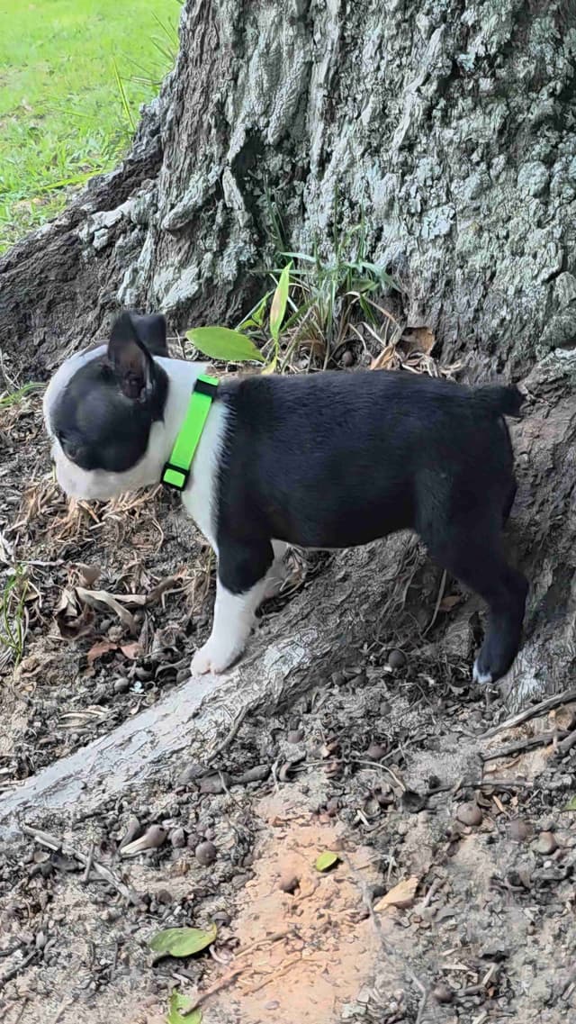 Boston Terrier Puppies media 6