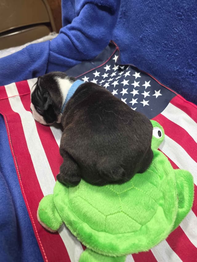 Boston Terrier Puppies media 4