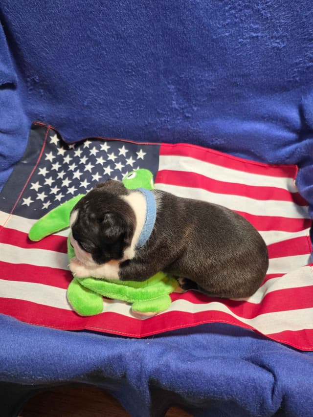 Boston Terrier Puppies media 2