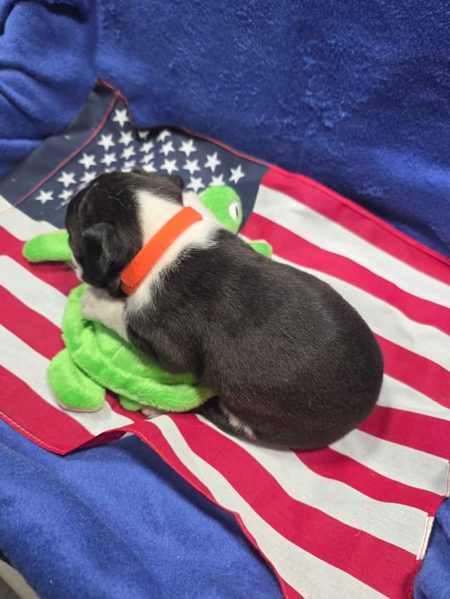 Boston Terrier Puppies media 5