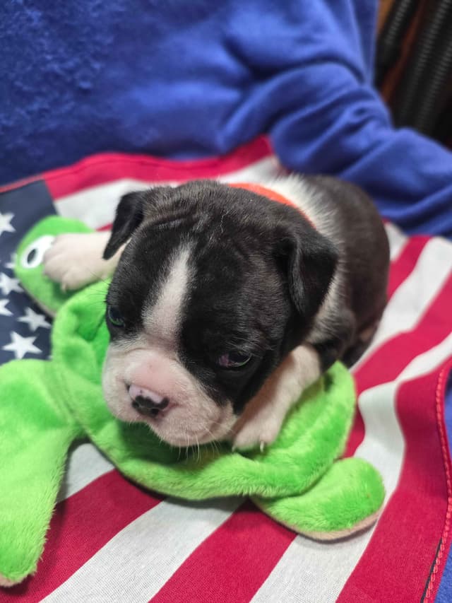 Boston Terrier Puppies media 6