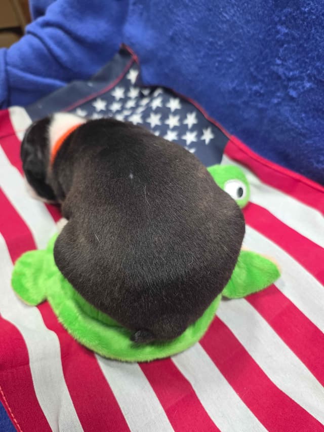 Boston Terrier Puppies media 7
