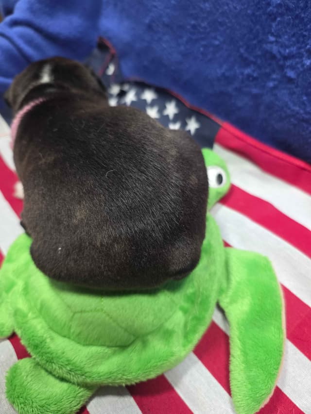 Boston Terrier Puppies media 9