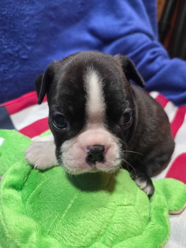 Boston Terrier Puppies media 10