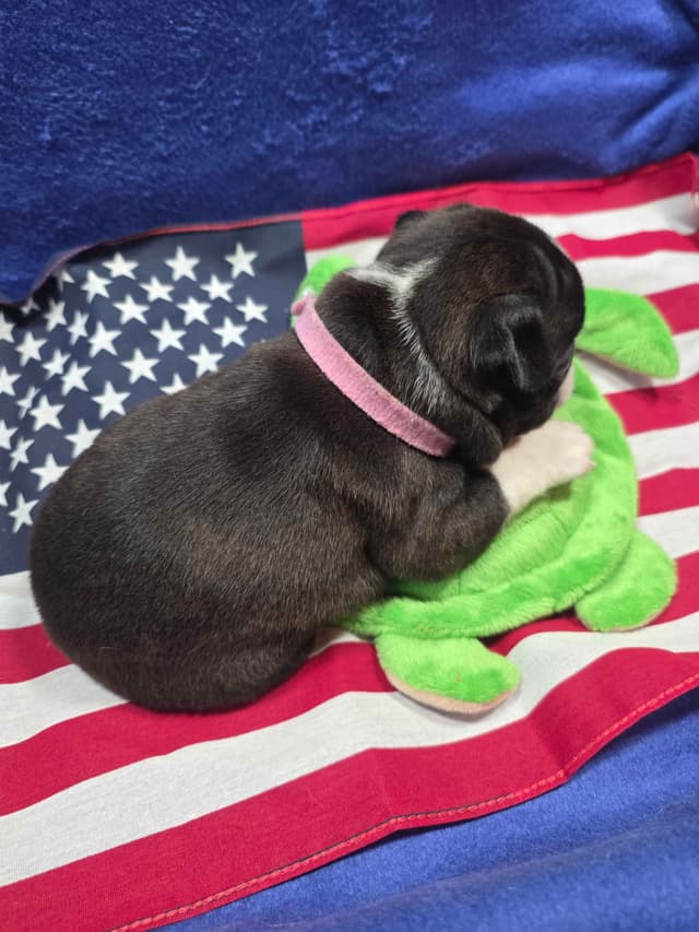 Boston Terrier Puppies media 12